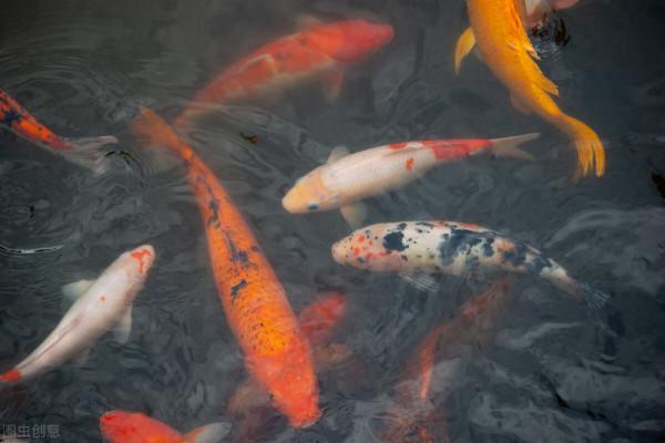 2022上半年，雙魚座好運傍身，順心生活真美好，事業順風順水