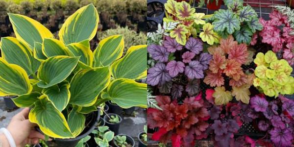 “100種花”適合養在陽臺上，一個比一個好看，還很好養護