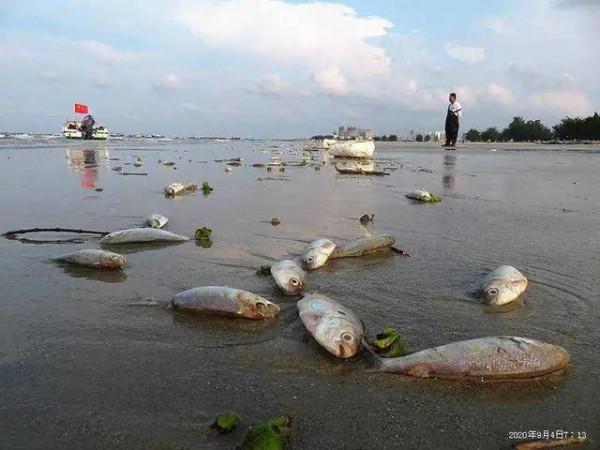 西班牙一鹹水湖現大量死魚，數量超5噸，英媒：怪中國人愛吃豬肉