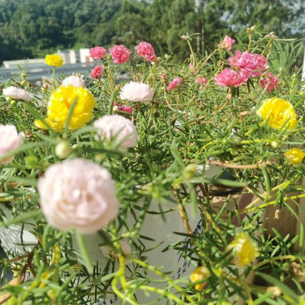 我的太陽花 我的太陽花