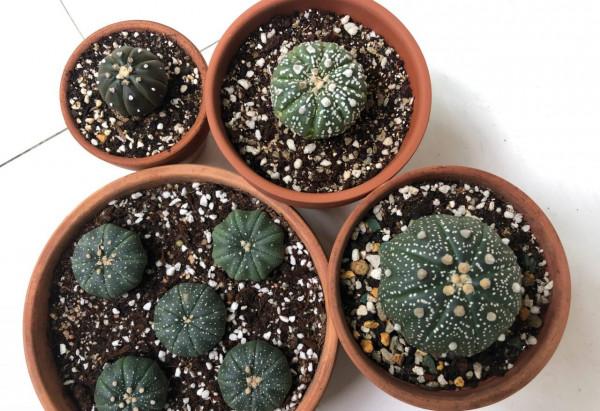 冬季養花的“3大技巧”，越冬更順利，枝葉鮮活花更旺