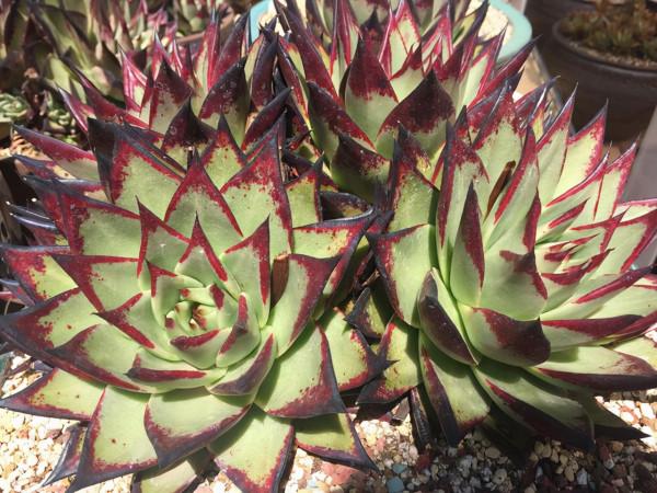 多肉植物如何正確施肥？說說我的看法