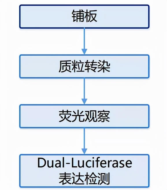 看完這篇文章，我不信您還搞不定「雙熒光素酶報告實驗」