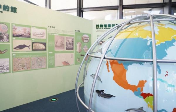 “邂逅”南海鯨靈！相約博物館赴一場奇遇