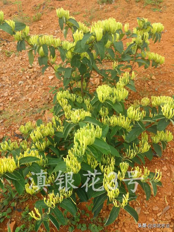 做好金銀花冬季養護措施,滇銀花3號安然過冬 做好金銀花冬季養護措施,滇銀花3號安然過冬