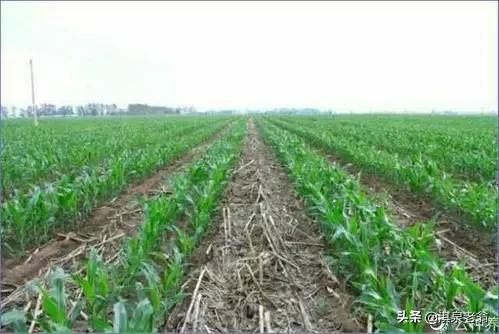 這些玉米品種適合在黃淮區域夏種，可能其中一個是你中意的