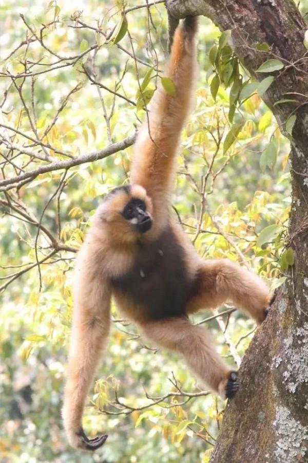 西黑冠長臂猿在無量山數量穩中有升 種群數量調查成果104群