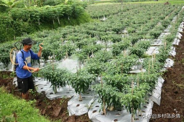 種植蔬菜要學會使用小蘇打,不僅能防治病蟲害,還能增加產量 種植蔬菜要學會使用小蘇打,不僅能防治病蟲害,還能增加產量