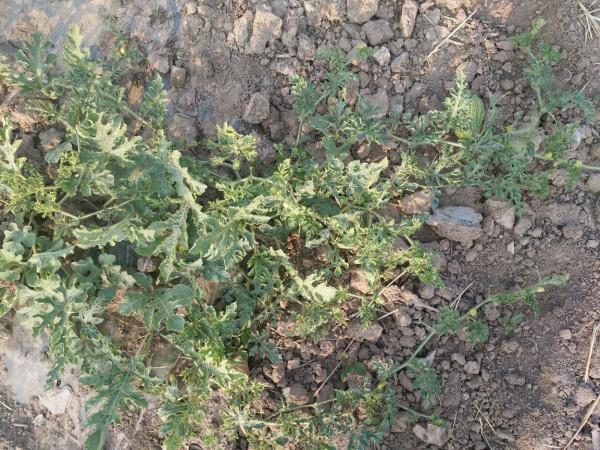 “戈壁西瓜”——硒砂瓜被區域性禁種?它對土壤的危害有多大? “戈壁西瓜”——硒砂瓜被區域性禁種?它對土壤的危害有多大?