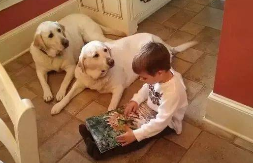 原來養拉布拉多有這麼多好處，難怪那麼多人養