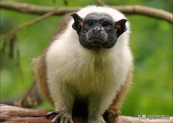 物種百科：黑白檉柳猴