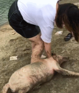 拉布拉多犬——最受歡迎的犬種！養它必須瞭解的5件事