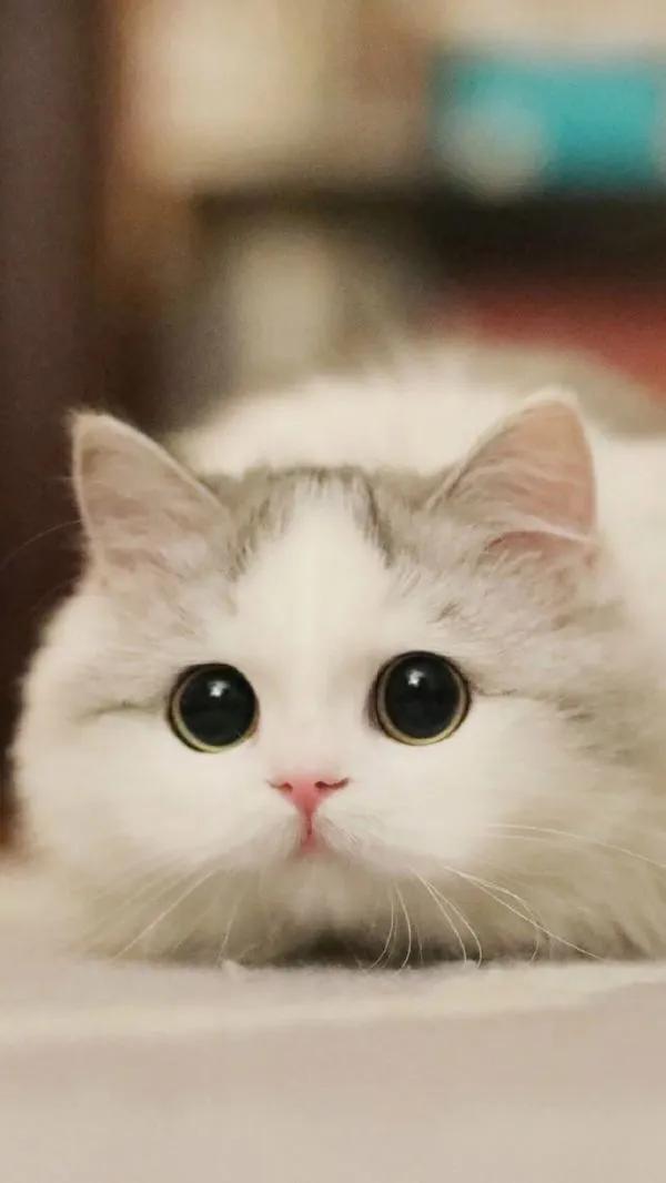 貓之間不為人知的情感表達，竟然與人之間有許多相似之處