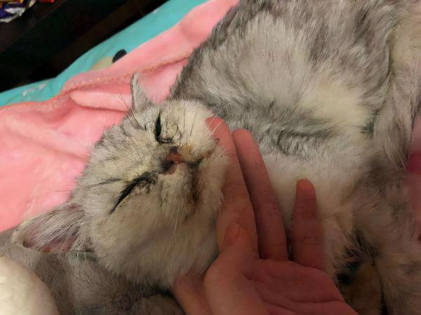 貓瘟爆發讓鏟屎官很恐慌？沒必要，只要做好這4點預防工作