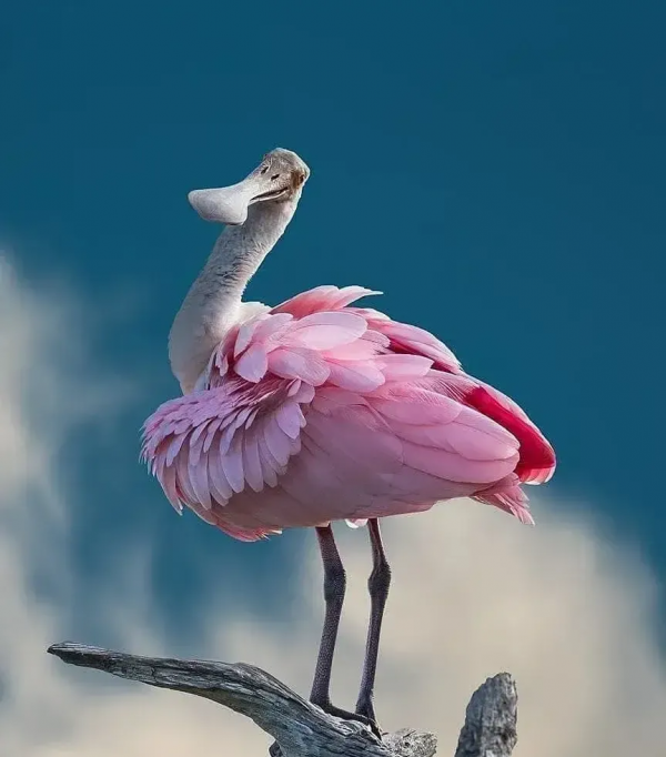 珍稀鳥兒60種，喜歡的來看了