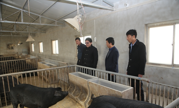 退伍老兵返鄉養黑豬，一年賣出5000萬，帶領老鄉一起走上致富路