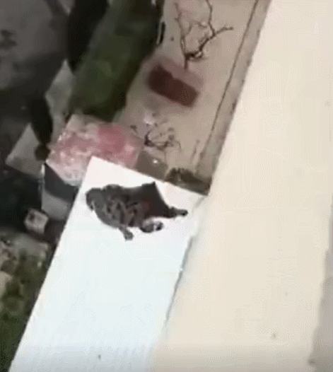 為什麼貓摔不死？