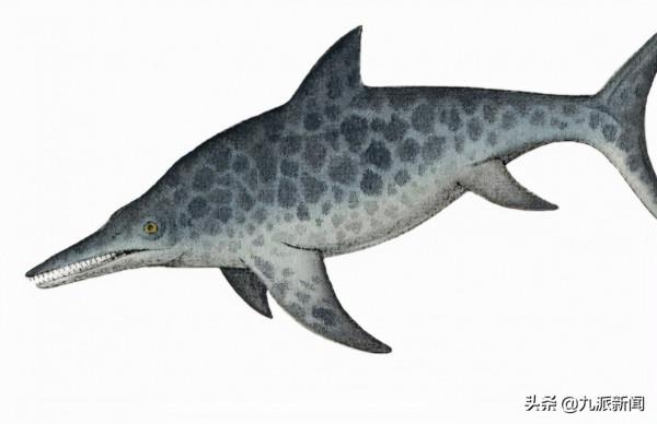 古生物學家在昆士蘭發現1億多年前的巨型魚龍骨骼