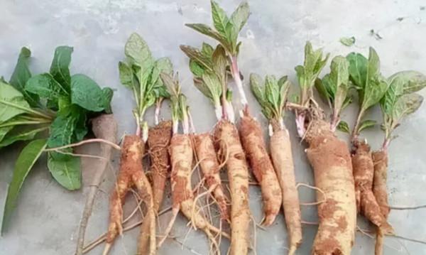 錯當人參的“老毒物”，無良商家的“賺錢法寶”商陸，有毒有價值