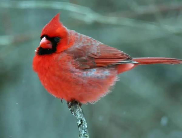 大自然中漂亮的“鳥兒”,日常生活中你見過幾種 大自然中漂亮的“鳥兒”,日常生活中你見過幾種