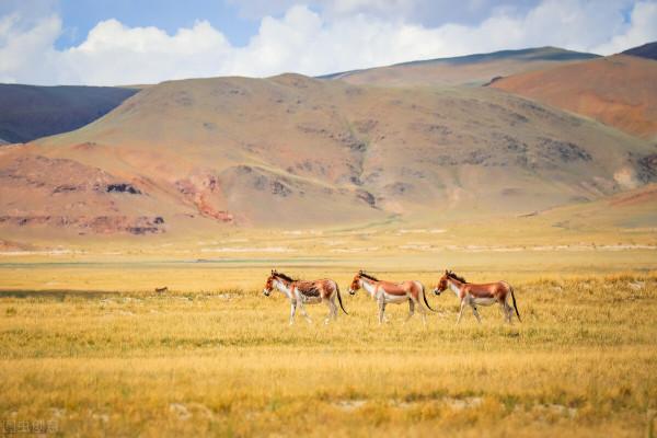 西藏出現上萬頭藏羚羊，在高原上追逐狂奔，空中俯瞰場面恢宏
