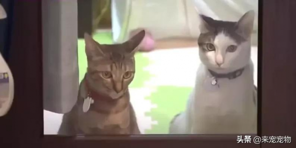 日本某網紅餐廳驚現巨型貓,網友:這麼大的貓是真實存在的嗎? 日本某網紅餐廳驚現巨型貓,網友:這麼大的貓是真實存在的嗎?