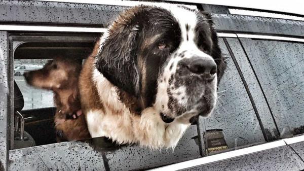 世界上最大的狗是什麼? 世界上最大的狗是什麼?