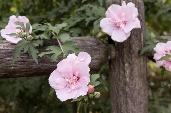 40種適合庭院花園的常見灌木植物，你認識它們嗎？