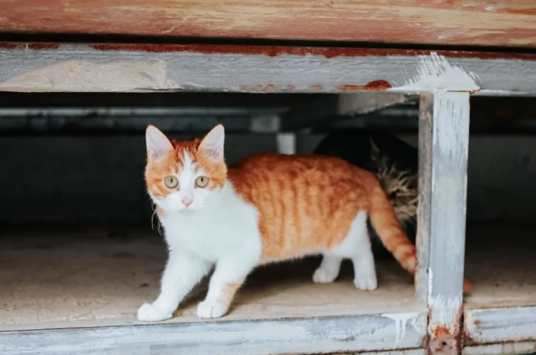 找領養&;新成員 | 你好呀,鏟屎官 找領養&;新成員 | 你好呀,鏟屎官