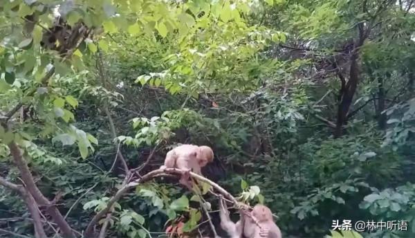大峽谷，黑龍潭，那漫山遍野的紅，還有那“猴大王”的“打劫”