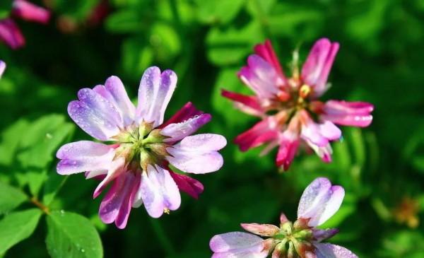 百花齊放的屍魂界,說說《死神》漫畫中以“植物”來命名的斬魄刀 百花齊放的屍魂界,說說《死神》漫畫中以“植物”來命名的斬魄刀