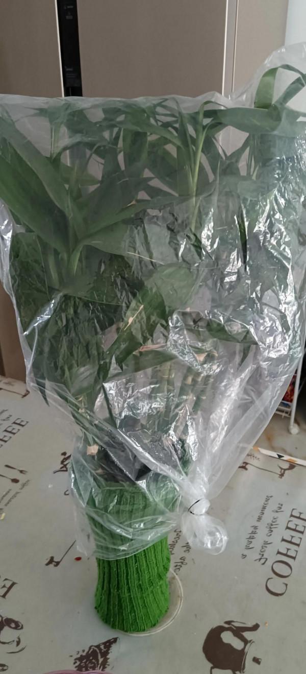 為了花花草草們，弄了這個保溫措施，怎麼樣？還有沒有好方法？