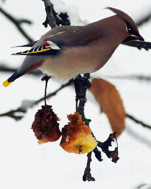分享&mdash;&mdash;天生麗質的鳥兒