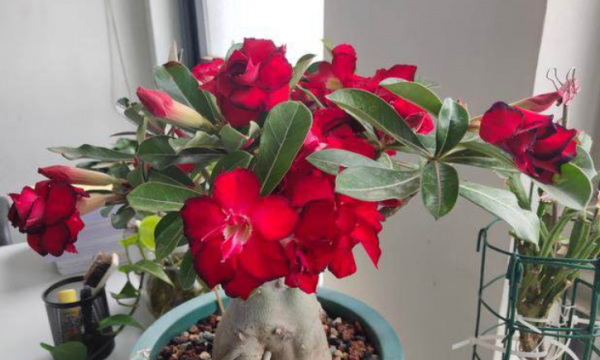 沙漠玫瑰幾天澆水？正確方法有3種，可以&OpenCurlyDoubleQuote;按天&rdquo;，也可以&OpenCurlyDoubleQuote;摸&rdquo;