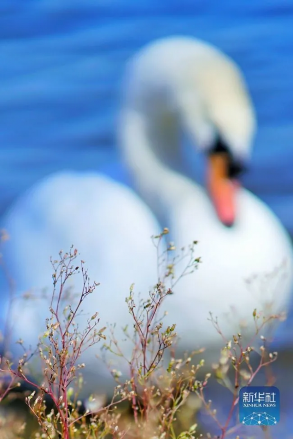 生態美丨天鵝之戀