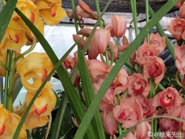 9種花是&OpenCurlyDoubleQuote;一次性&rdquo;，年前買、年後扔，不心疼錢嗎？