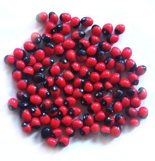 農村常見5種植物，卻全都含“劇毒”，有人常常吃，遇到要警惕