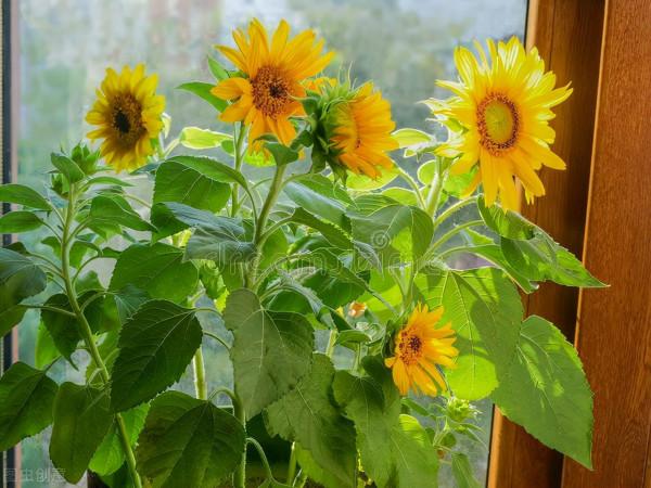 提醒：秋天很容易變成“白粉妹”的4種花，早預防早受益