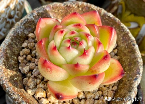 多肉根系越長就越好？並非如此，有時根系過長反而說明養法有問題