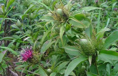 我國南北方分別適合種植什麼藥材?答案在這裡,附帶售價 我國南北方分別適合種植什麼藥材?答案在這裡,附帶售價