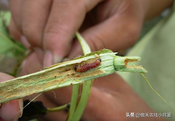梨小食心蟲會造成爛果和枯梢，學會這些蟲害防治技巧很必要