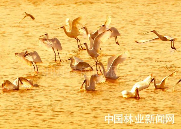 這裡是中國鶴湖升金湖