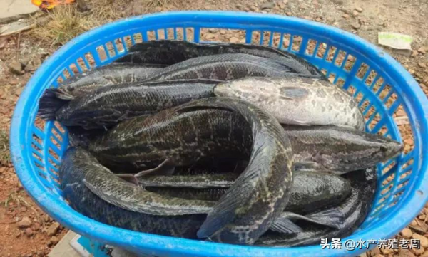 鱖魚鮰魚猛漲1塊5，黃骨有漲有跌，鱸魚穩黑魚跌！新年有驚喜嗎