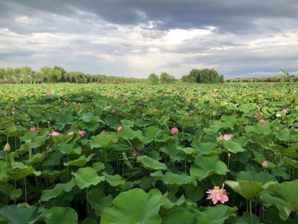 最是長憶君子交 (楊水河) 最是長憶君子交 (楊水河)