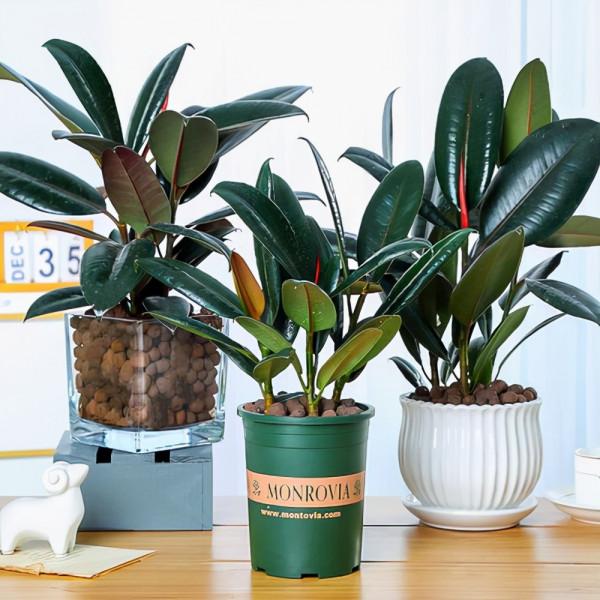 九大“健康花”,建議大家養一盆,乾淨漂亮又吉祥 九大“健康花”,建議大家養一盆,乾淨漂亮又吉祥