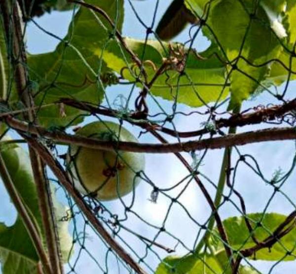 有1種果樹,盆栽地栽也爬藤,總有一款適合你 有1種果樹,盆栽地栽也爬藤,總有一款適合你