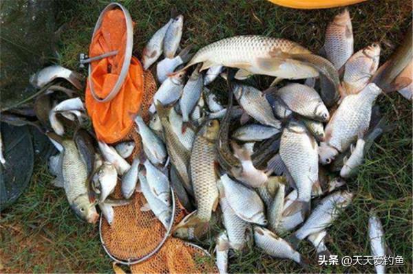 冬季釣魚，什麼風向出魚這是有規律的，不是什麼風向魚都開口