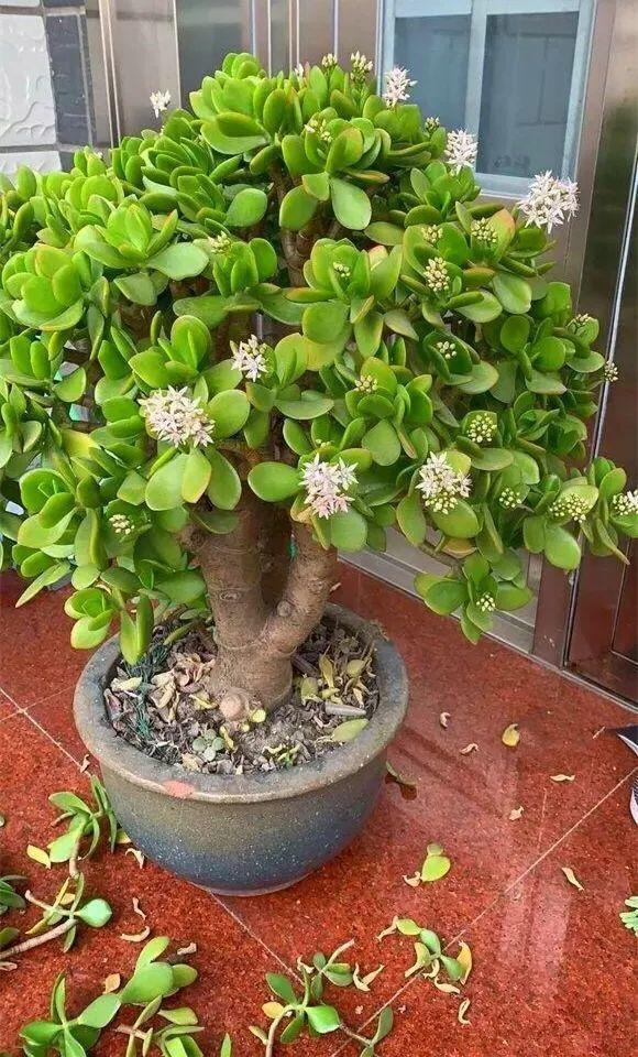 需要“窮養”的三種花，用小盆少澆水，才能養得“長長久久”