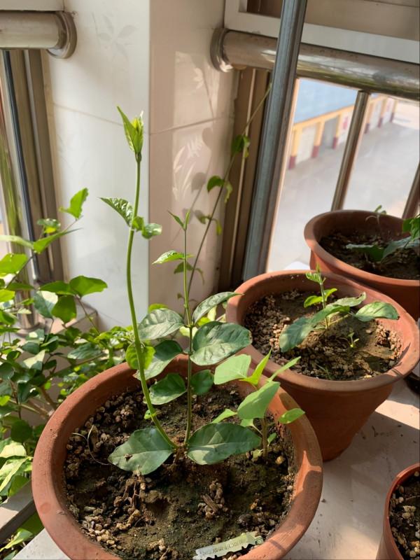 5種“漂亮花”特怕冷，低溫下澆水？凍死一片，現在保溫才關鍵