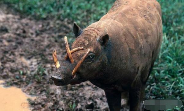 動物進化的死衚衕